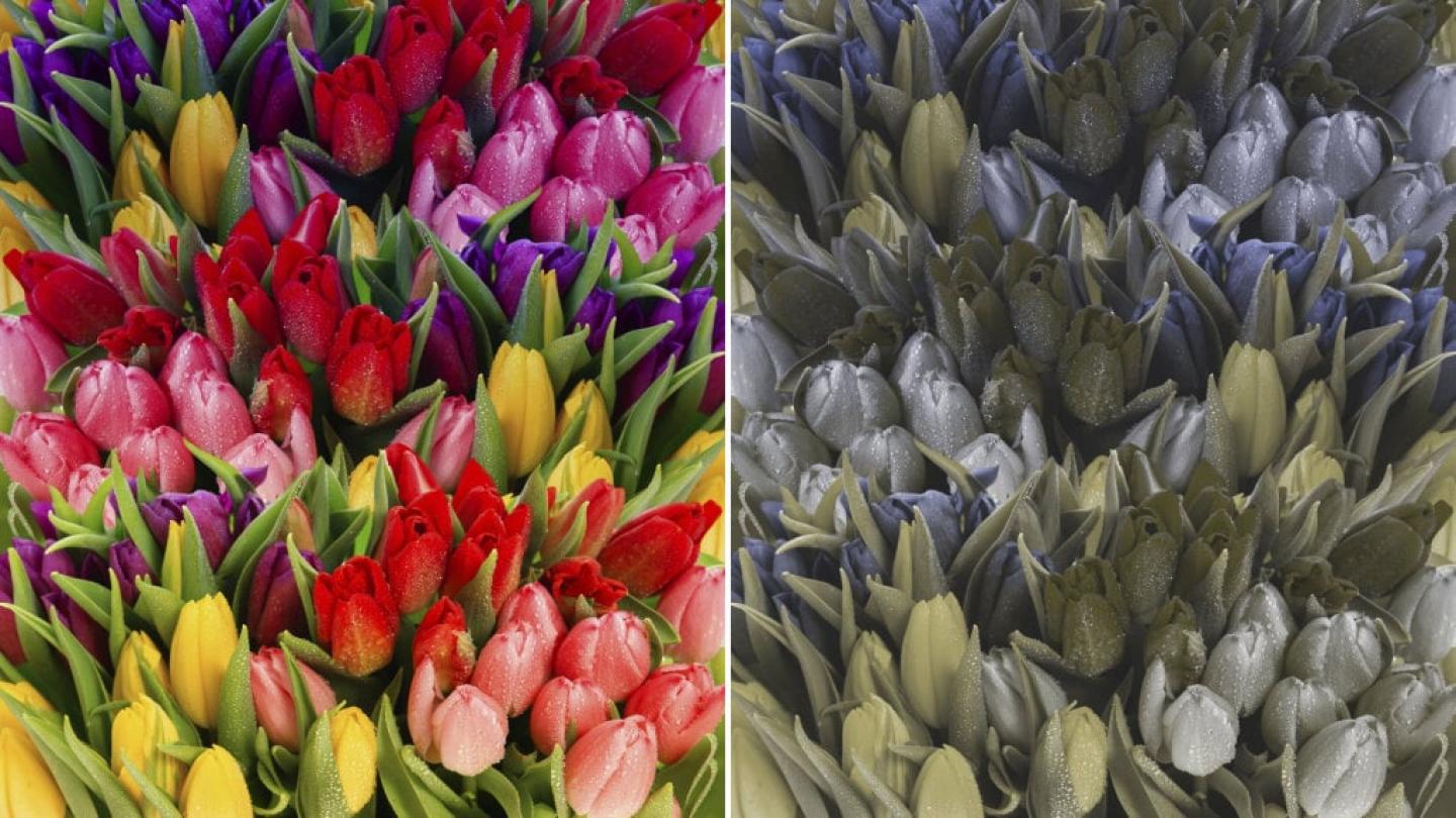 Glasses for colour blindness Glasses for colour blindness