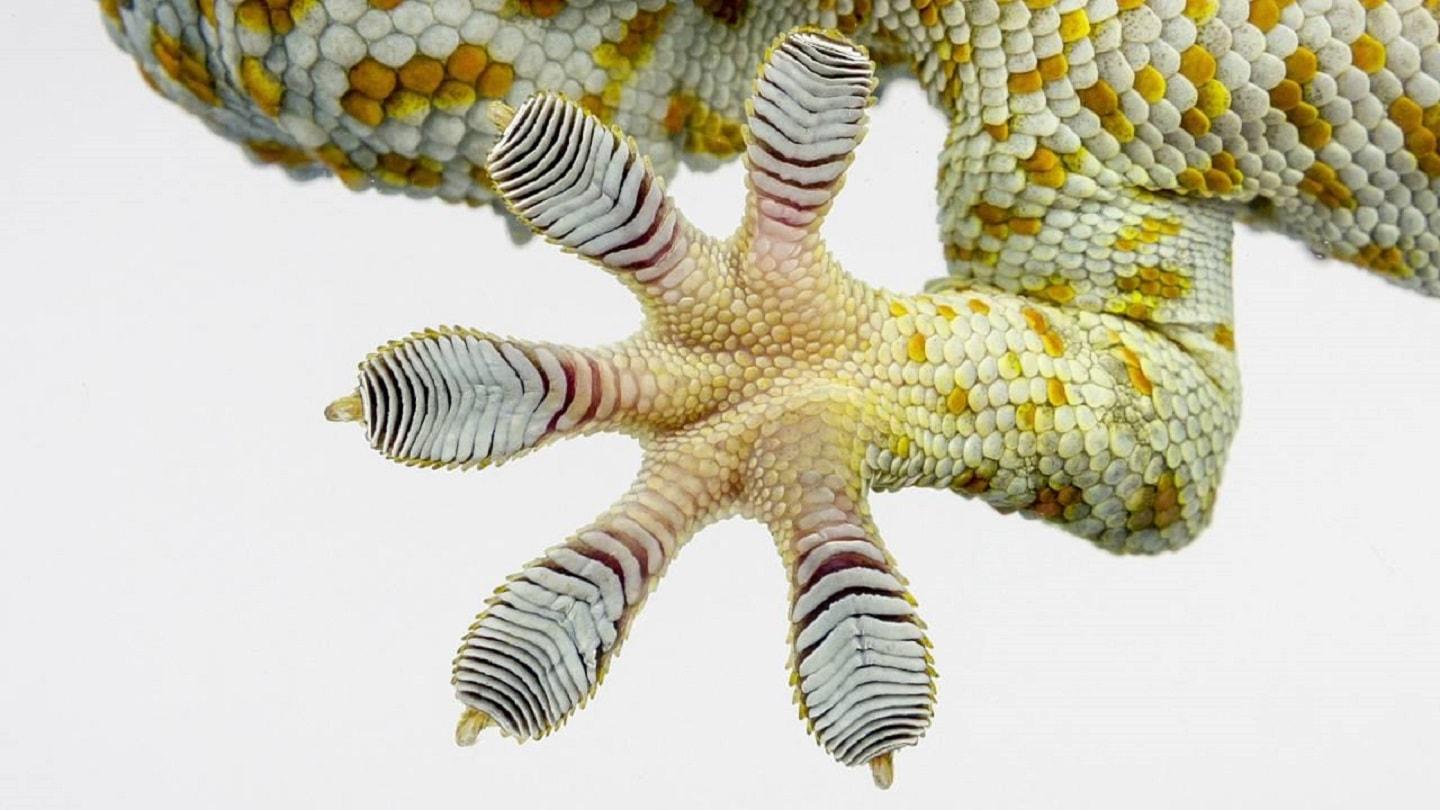Gecko toes with microscopic hairs