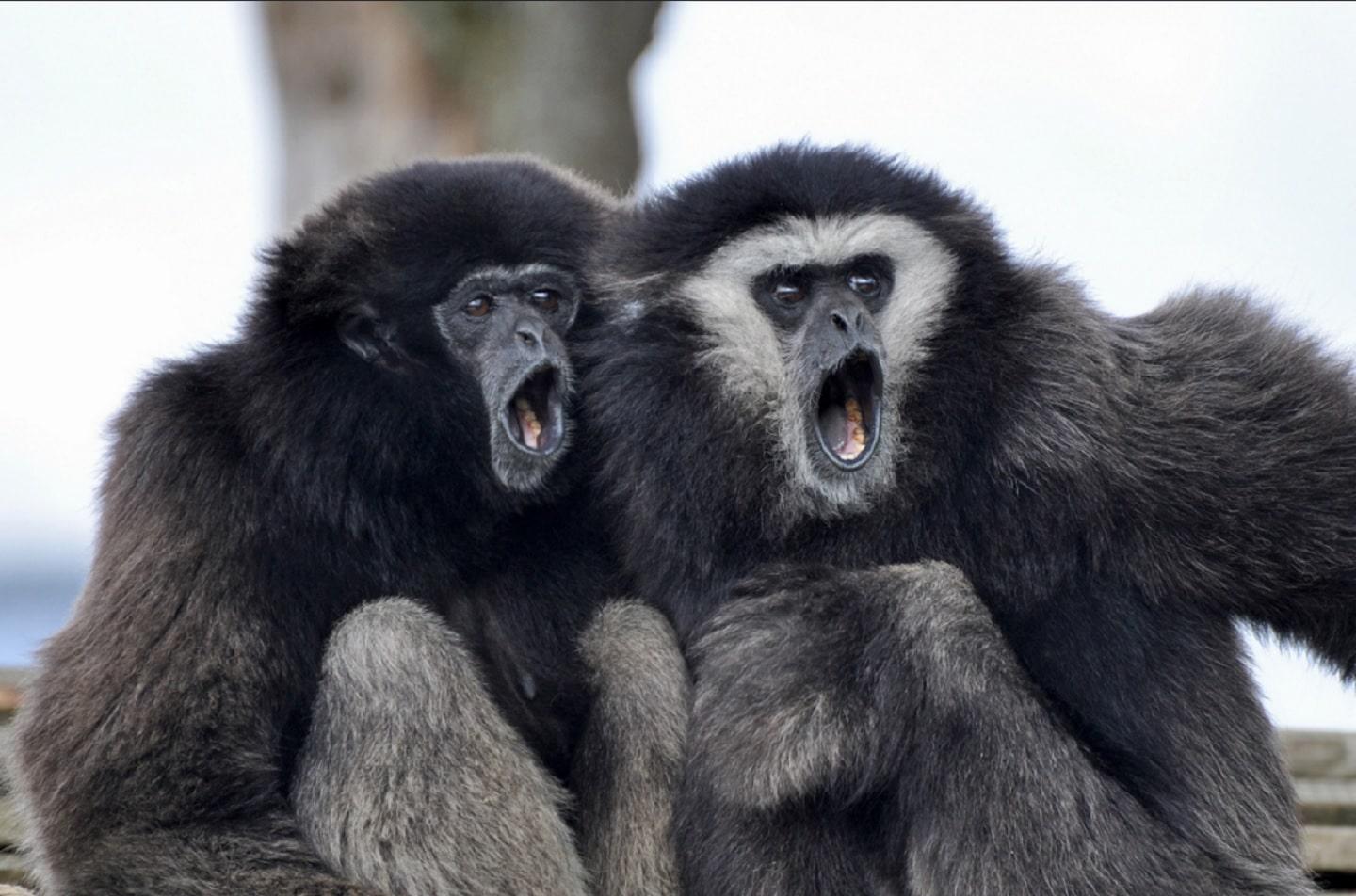 Gibbon apes Gibbon apes