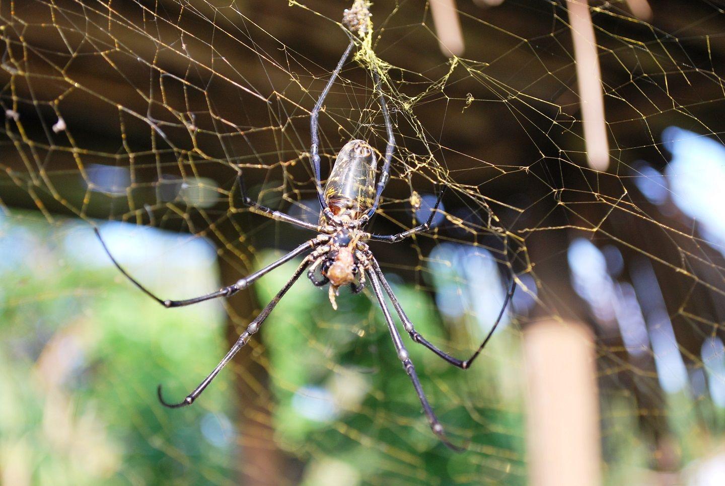 Golden Silk Orb spiders (Nephilas)