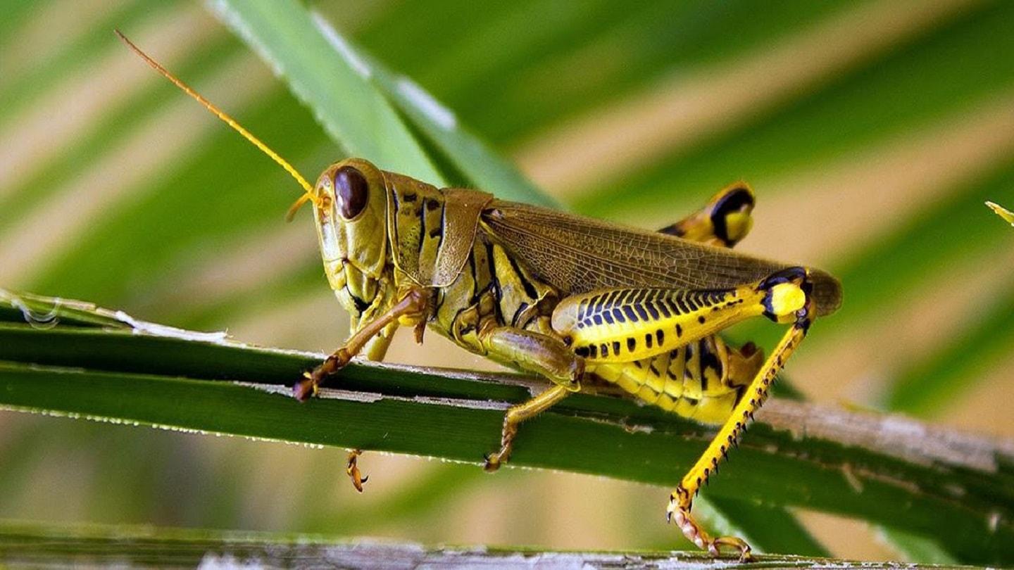 Crickets, hidden artists Crickets, hidden artists