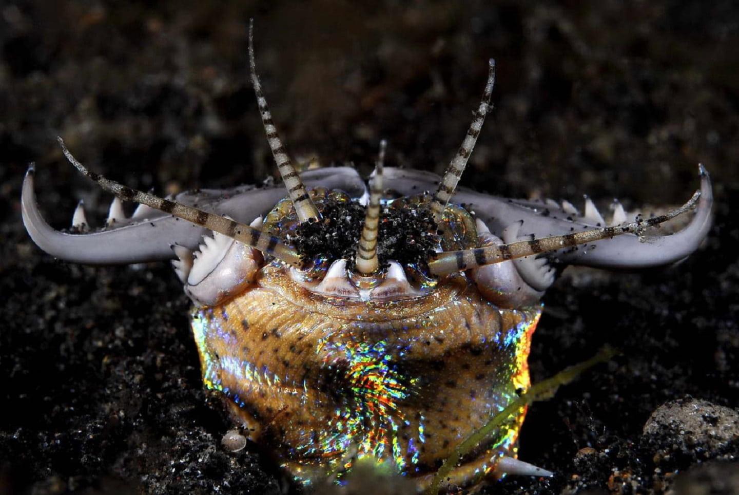 Bobbit worm, a cute killer