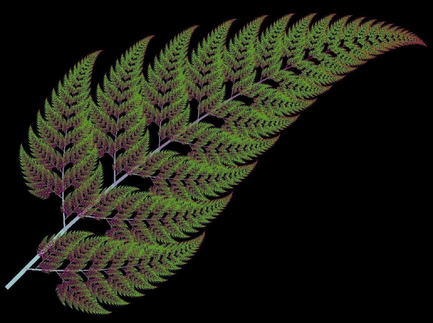 Ferns