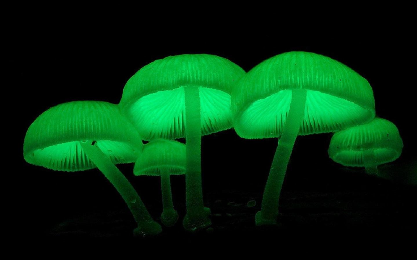 Glowing Mycena Chlorophos