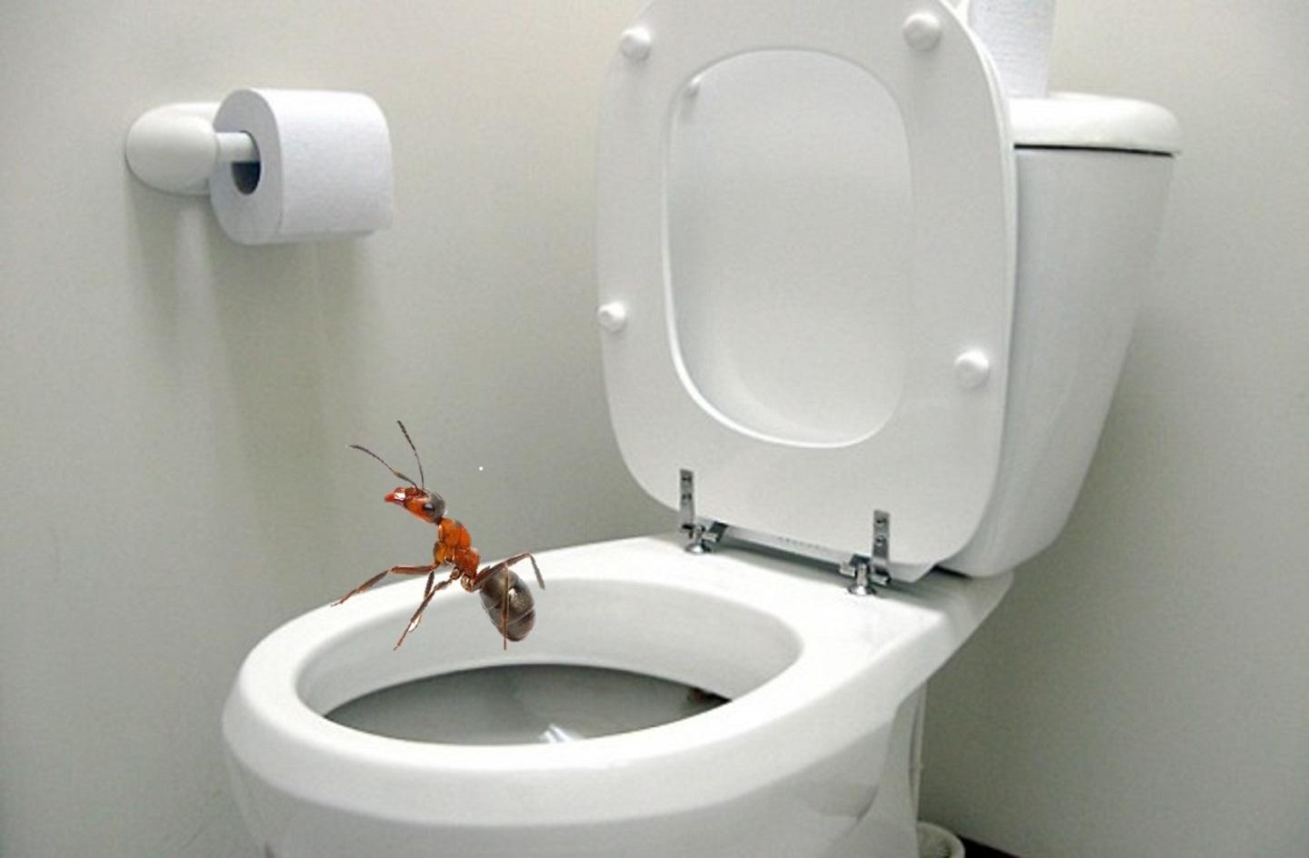 Ants have toilets at home Ants have toilets at home