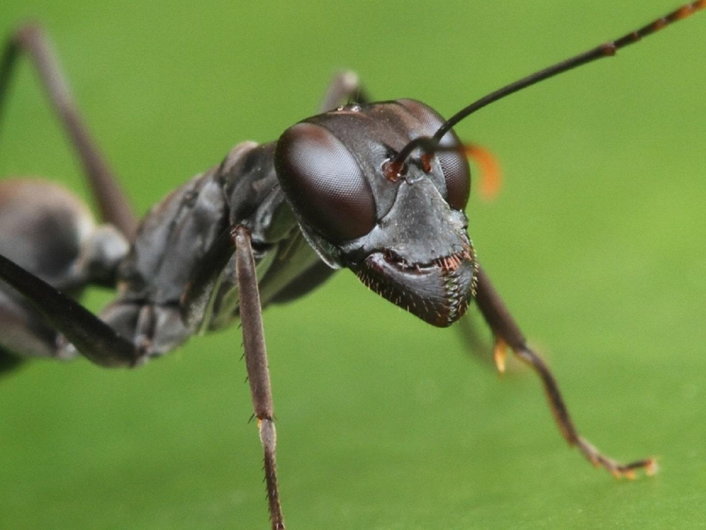 Bullet Ant 24-hour Bullet Ant 24-hour