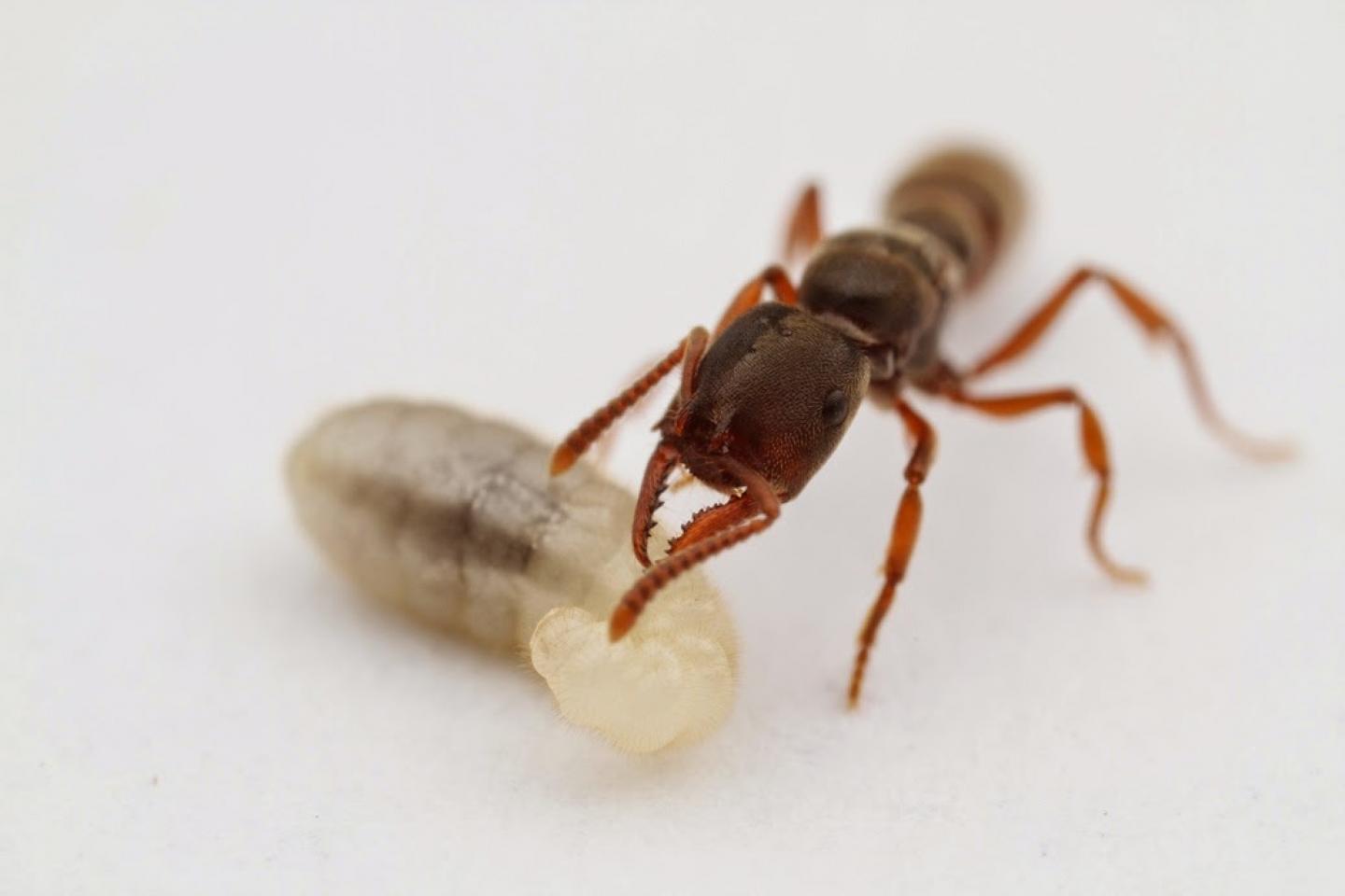 Dracula ants feed on their larvae Dracula ants feed on their larvae