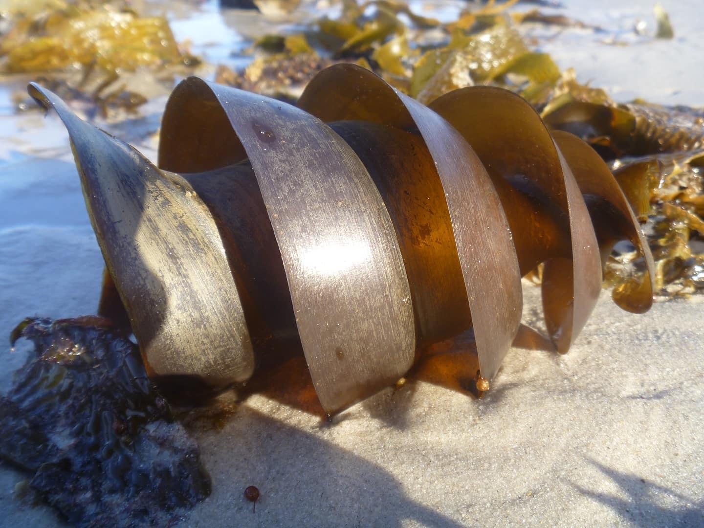 Port Jackson shark egg Port Jackson shark egg