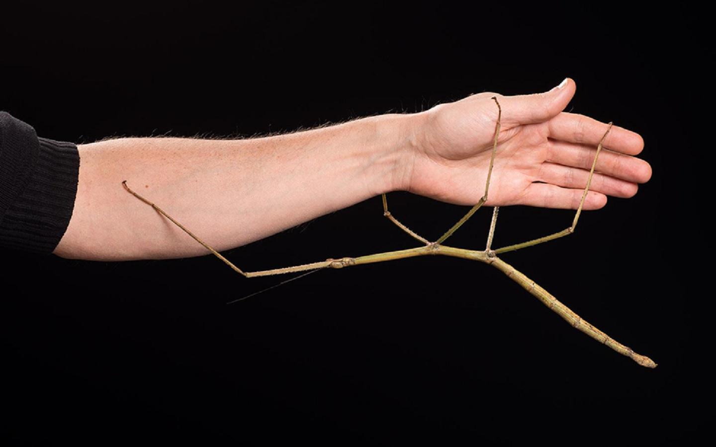 62cm long stick insect