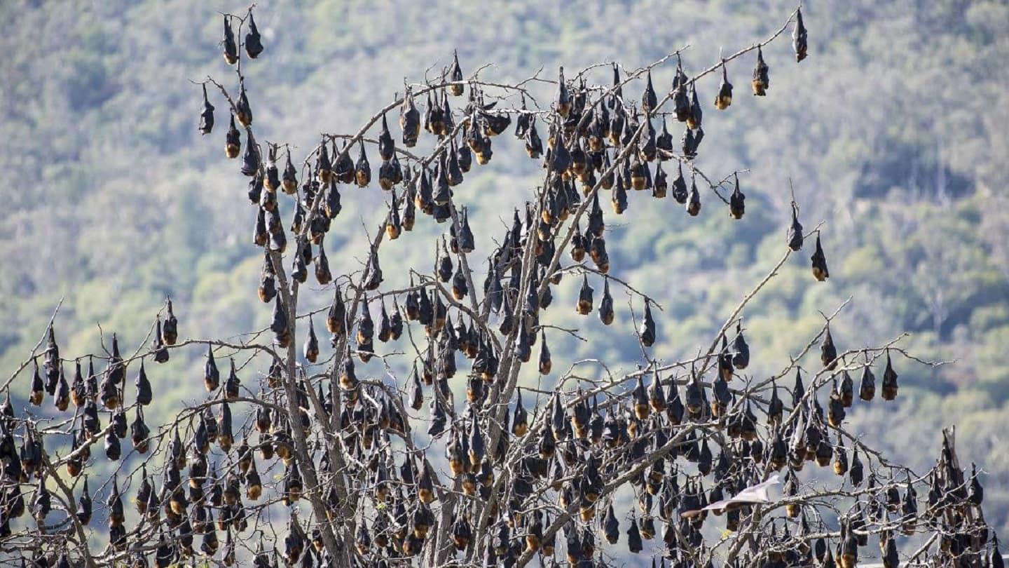 A cloud of giant bats covers the town A cloud of giant bats covers the town