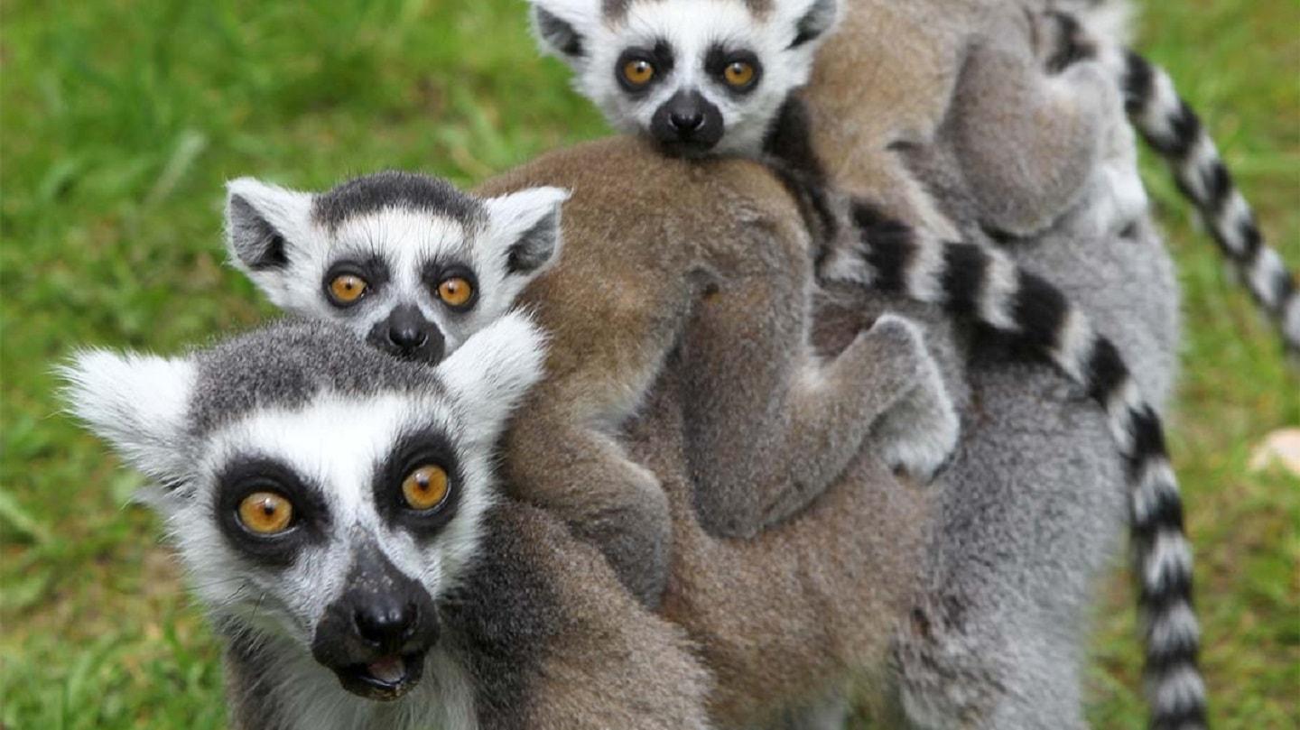 Lemurs smell weakness and will take advantage