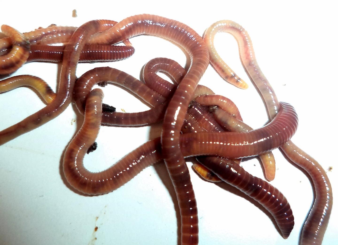 Incredible how many organs can fit inside an earthworm