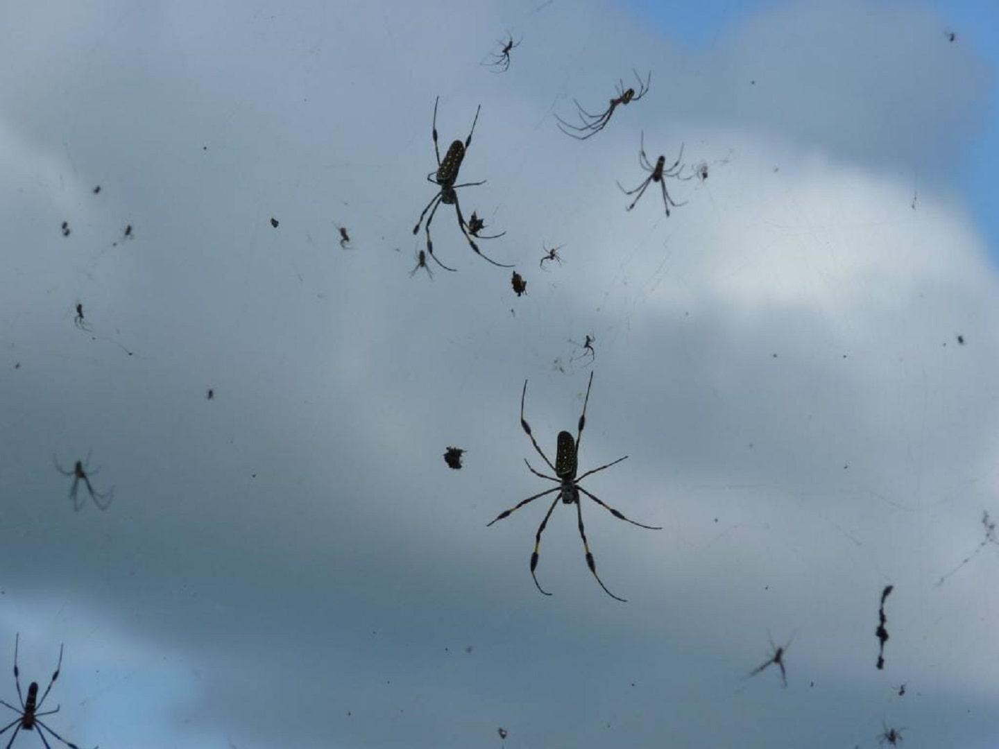 Spiders rain in Brazil