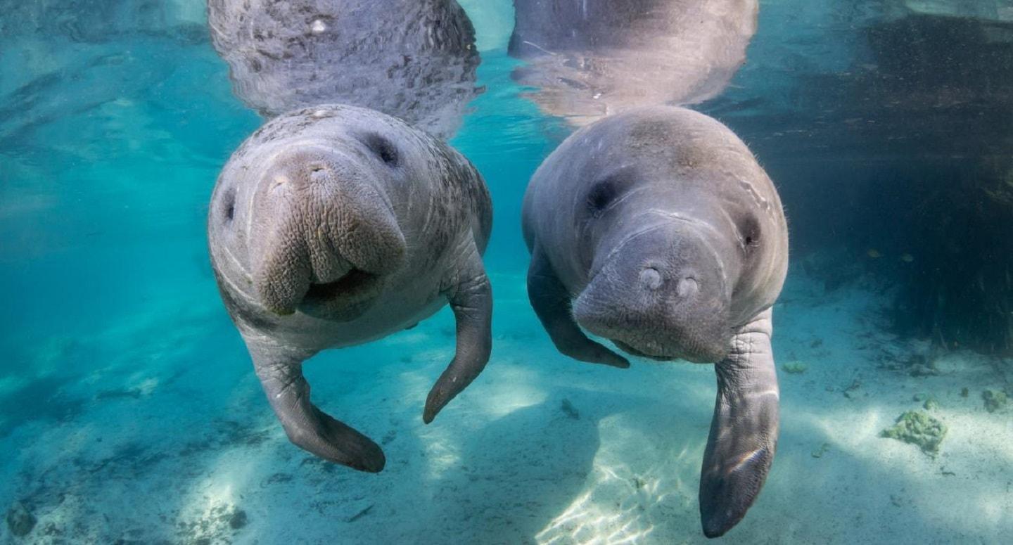  Nice manatees nicely managing their buoyancy