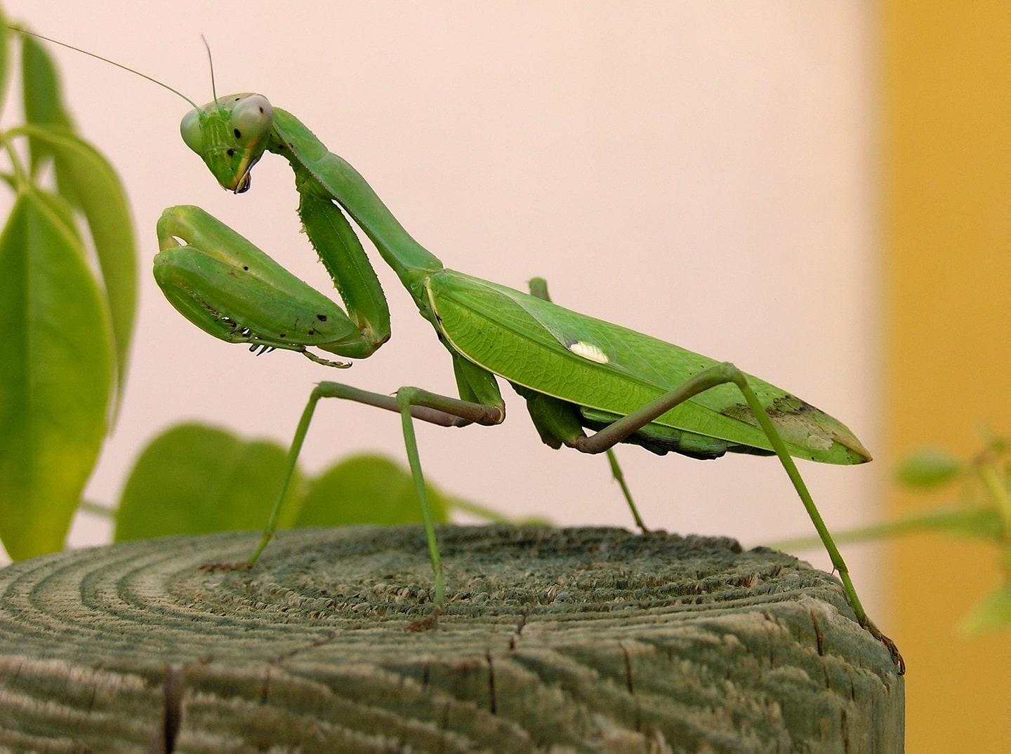 Praying mantis only have one ear Praying mantis only have one ear