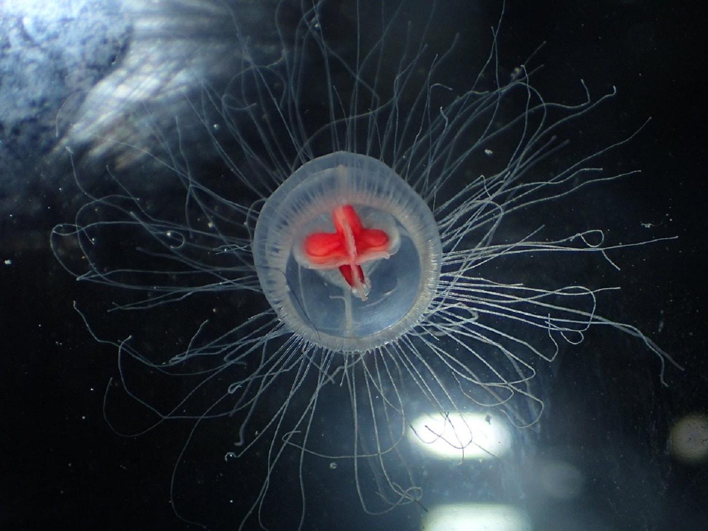 Some jelly fish are biologically immortal