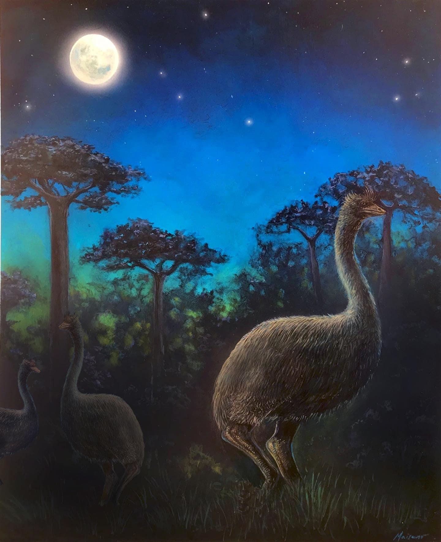 Moa giant bird