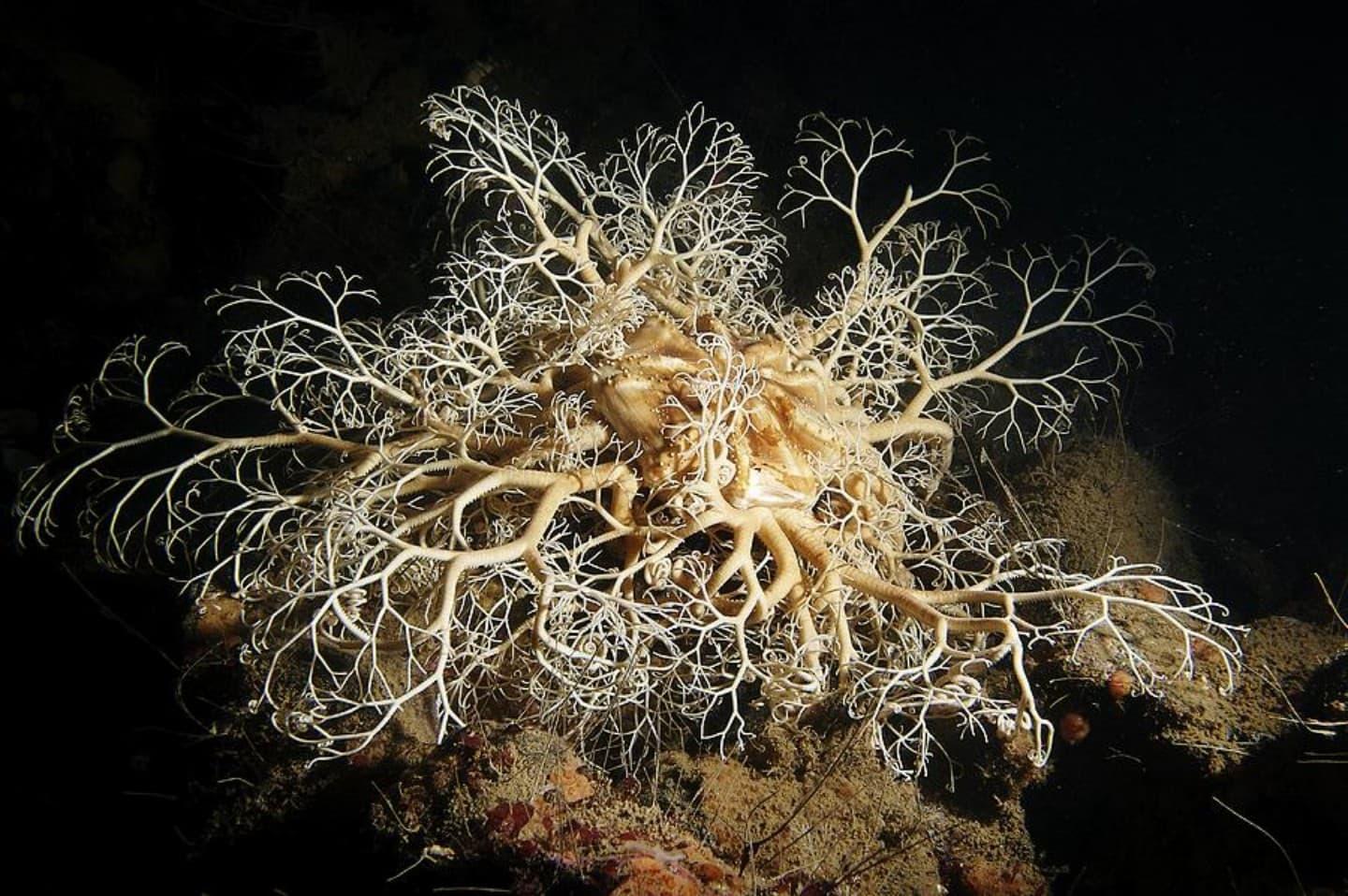 Basket sea star
