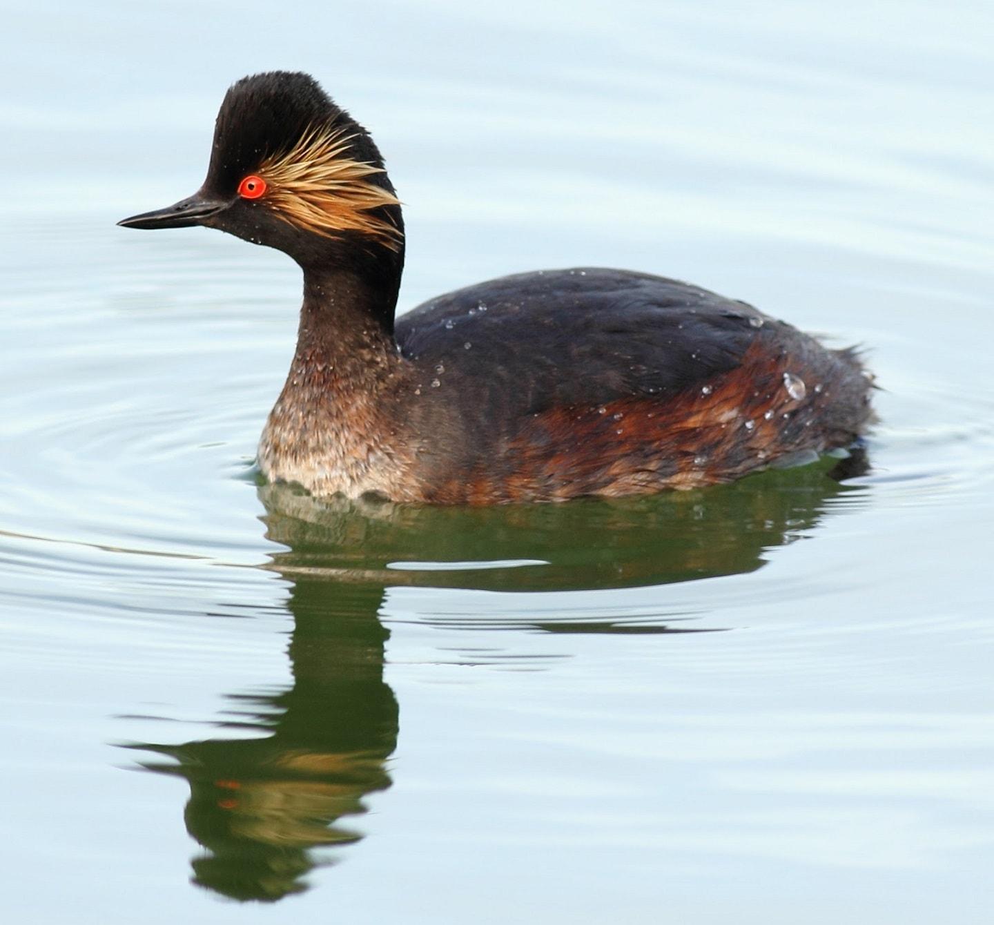 Red eyes that hypnotize