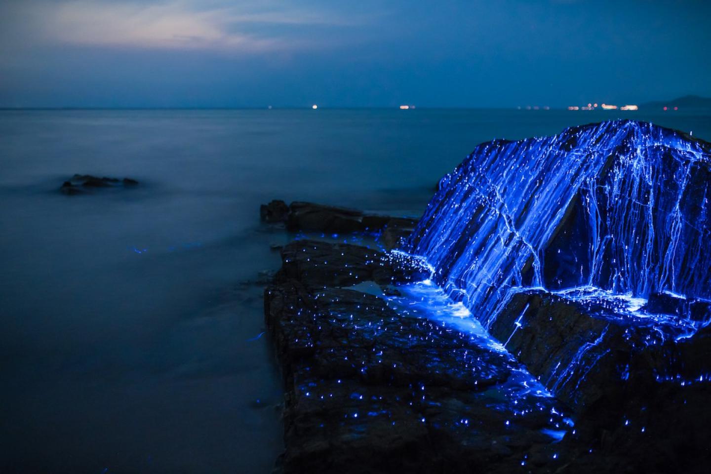 Bioluminescent waves on a rock Bioluminescent waves rock night