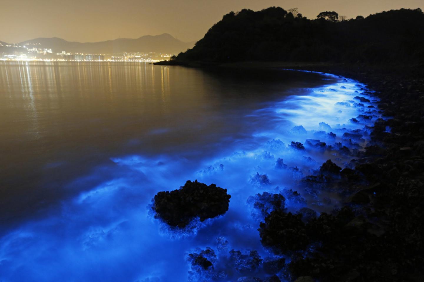 Bioluminescent waves in the coast Bioluminescent waves coast night