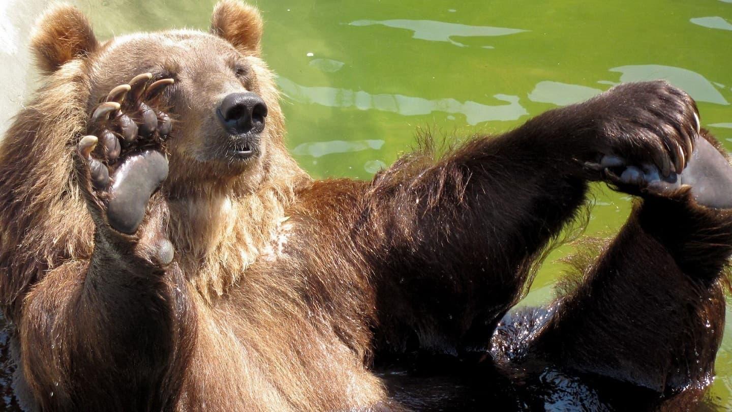 Bears leave imprinted scent, secreted through their paws