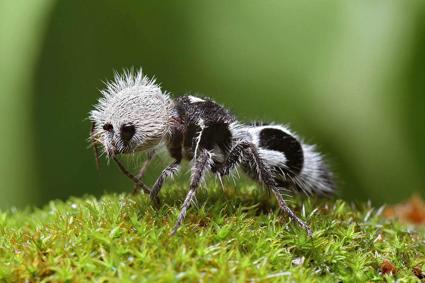 Panda ant