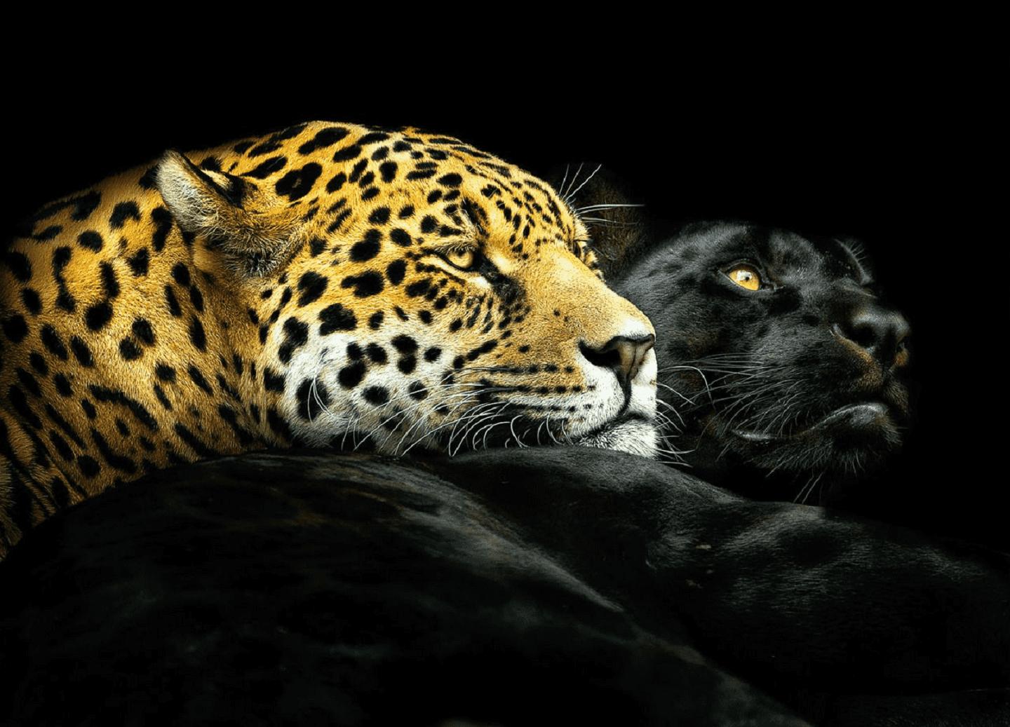 jaguar leopard black panther