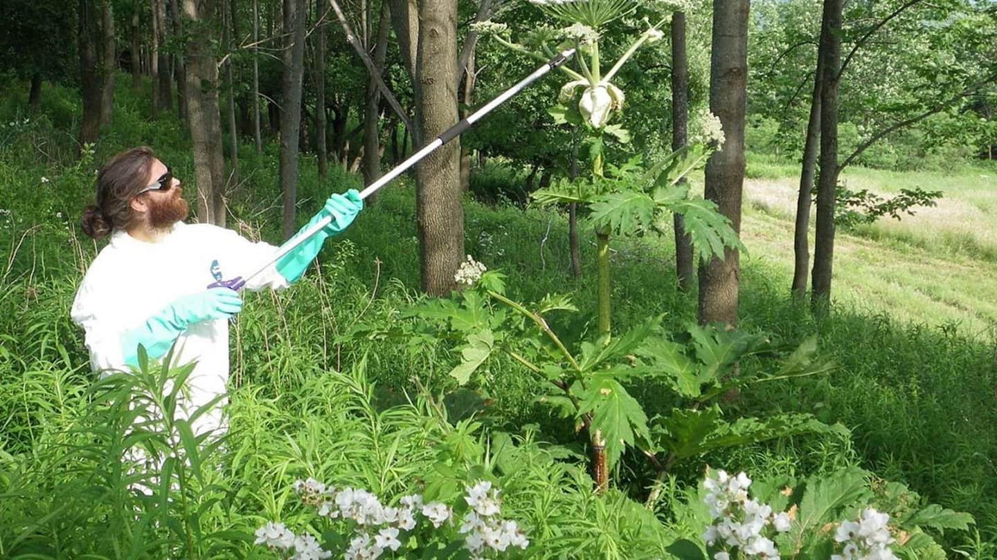 Gigantic Hogweed forest blindness