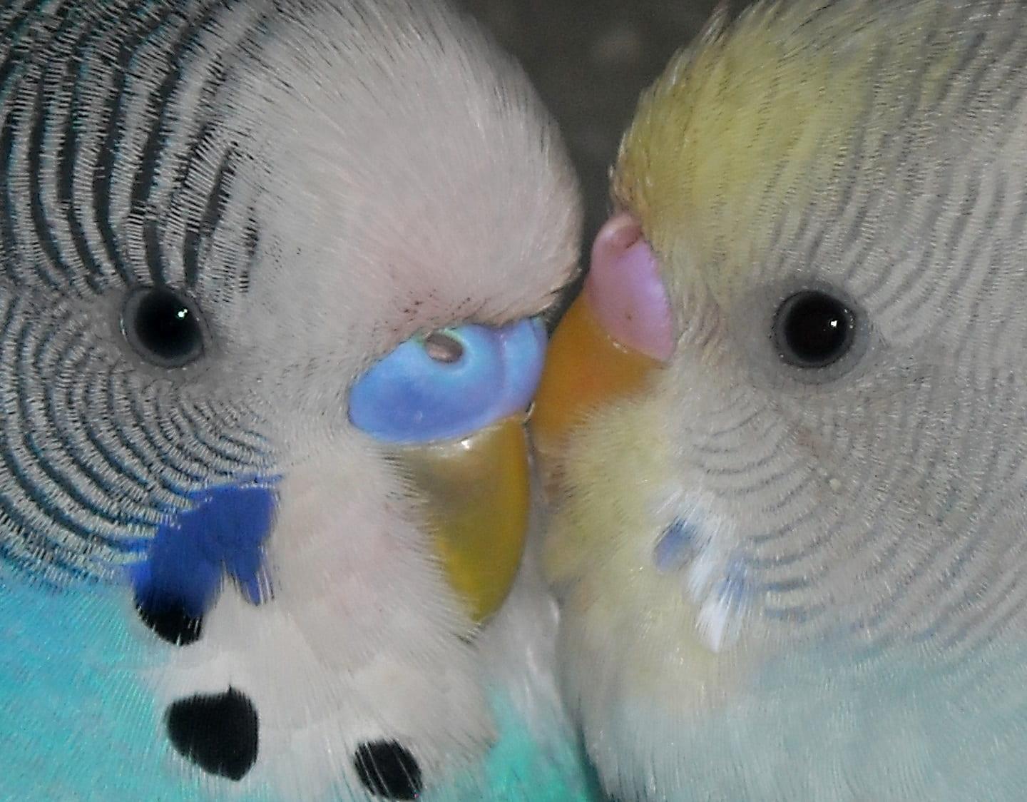 Couple of budgerigars