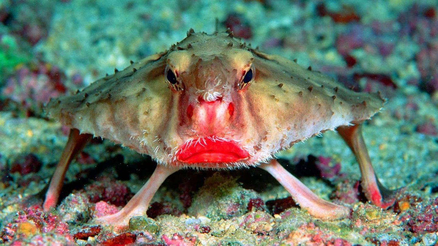 Red-lipped batfish Red-lipped batfish