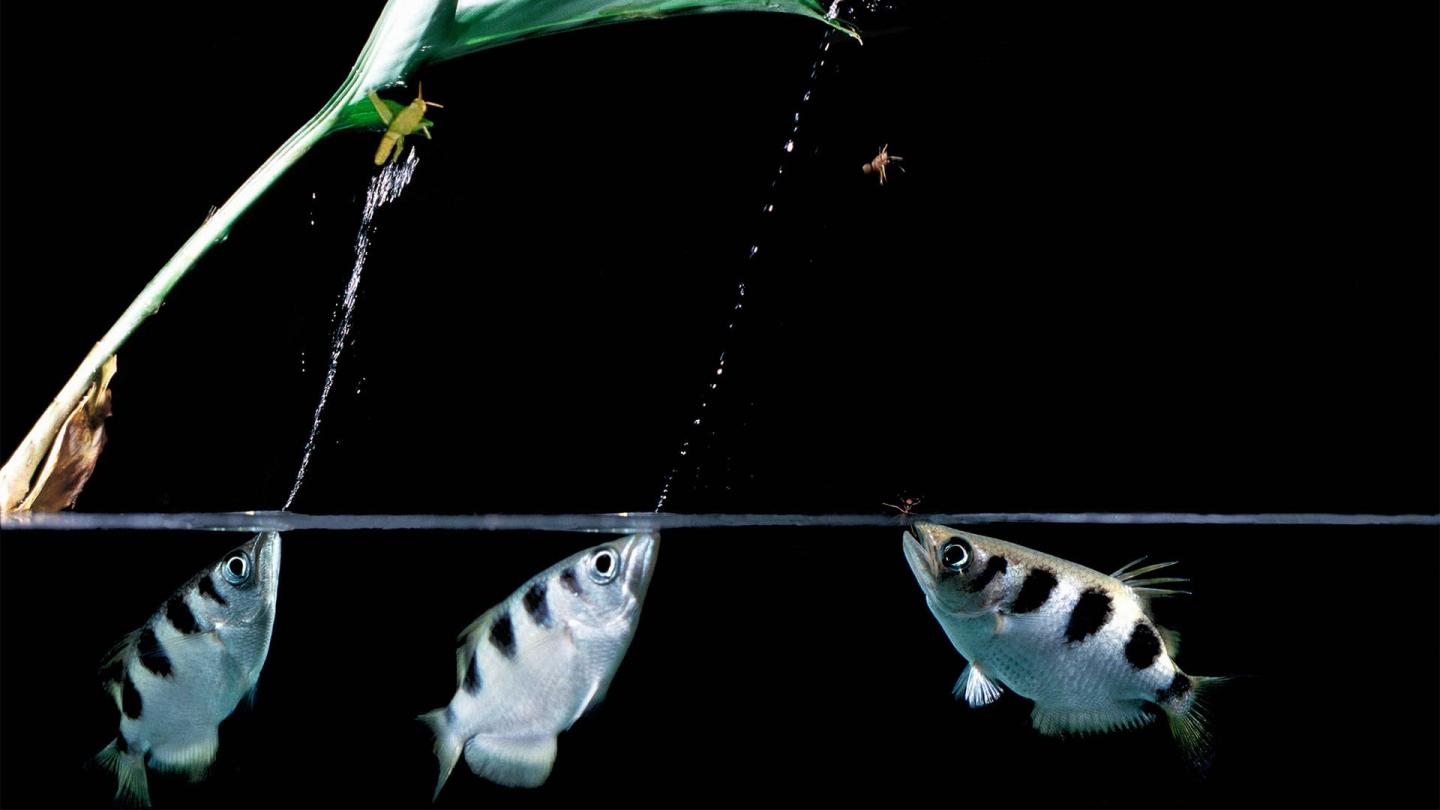 Archerfish hunting