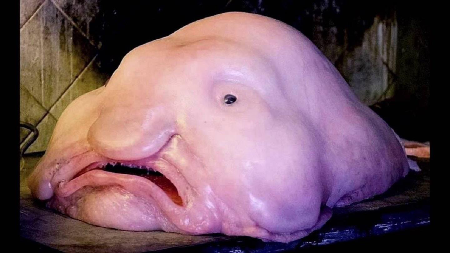Ugly blobfish jelly-like