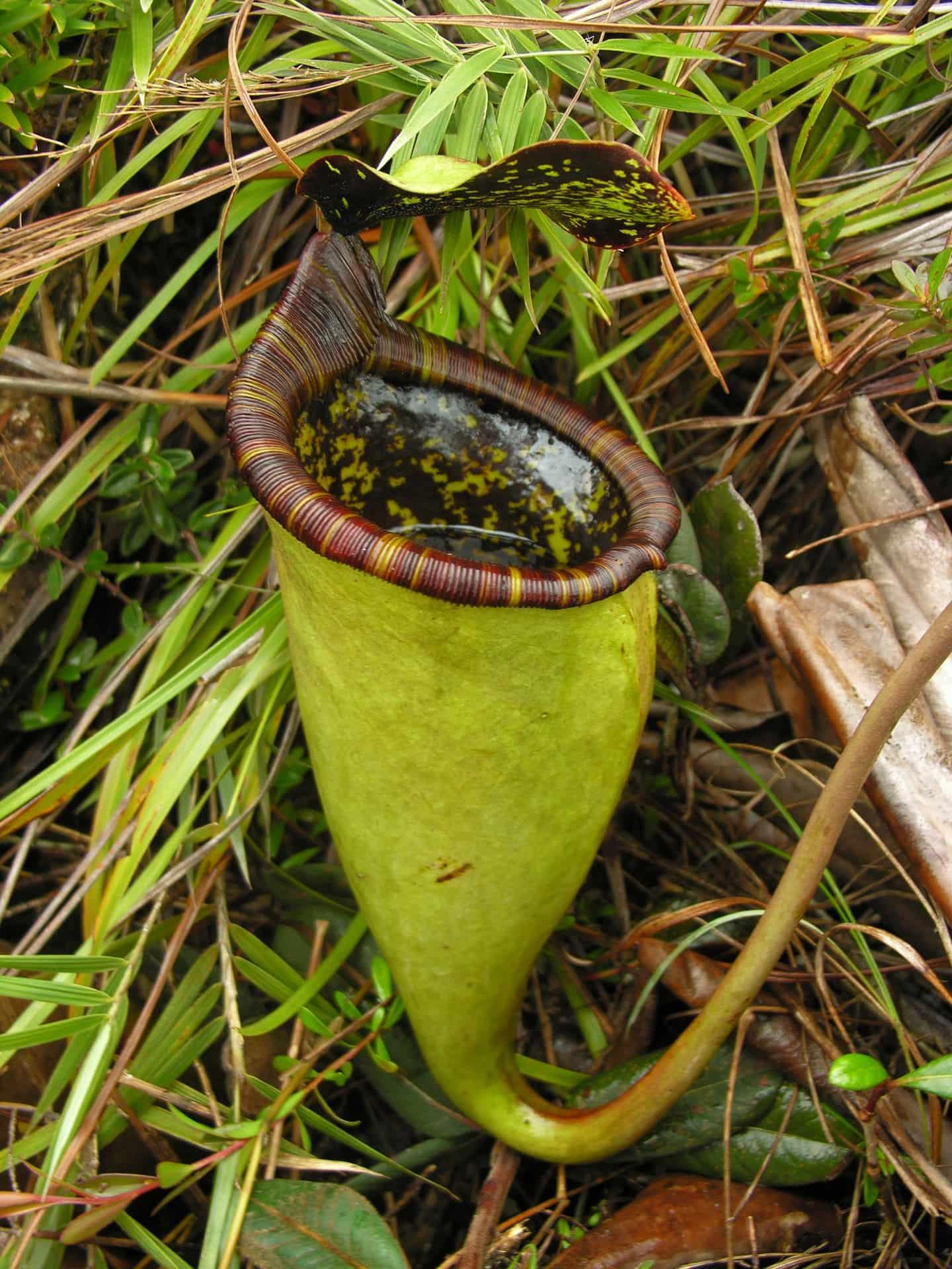Nepenthes attenboroughii, the rat eating plant
