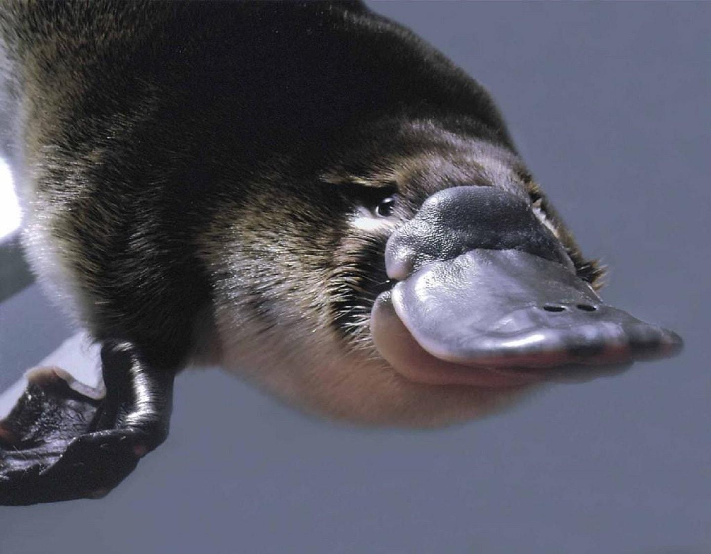 Platypus venomous face 