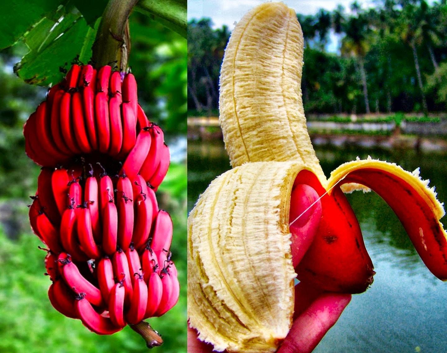 Red bananas (Musa acuminata) from Ecuador with a flavour that resembles a combination of yellow banana and raspberry