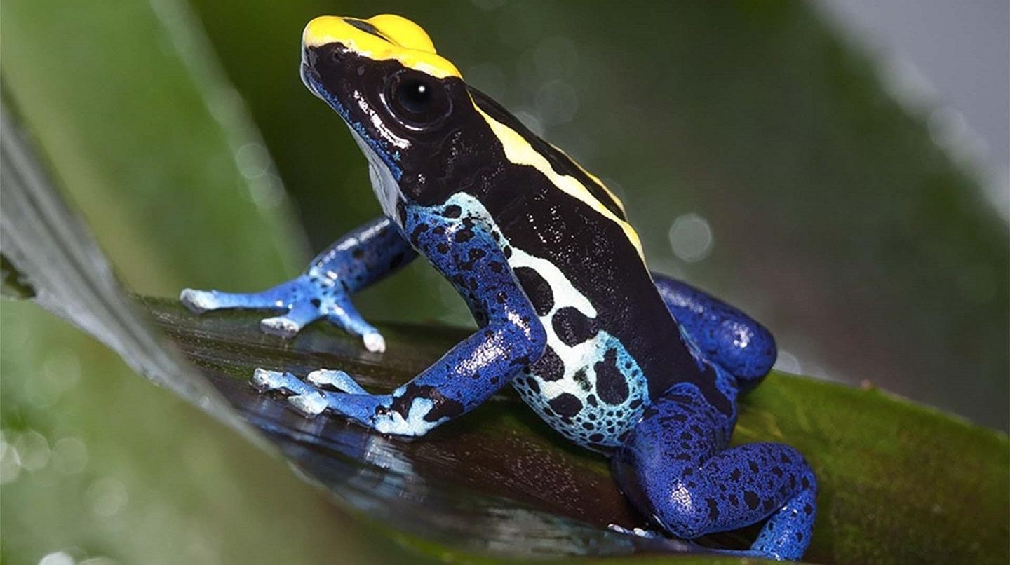 Poison dart frog with bright warning colours Poison dart frog with bright warning colours