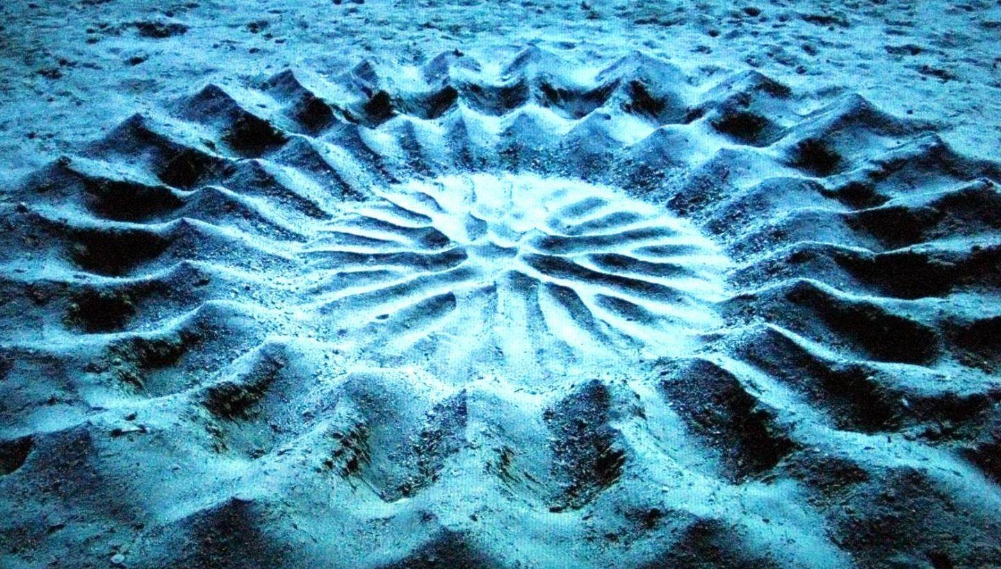 The white-spotted puffer fish´s nest