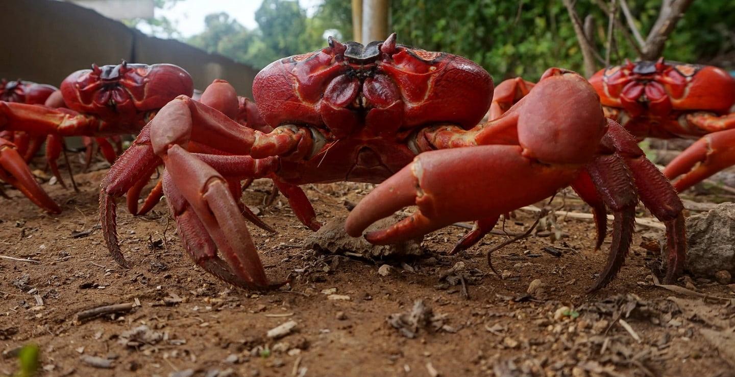 Millions of crabs migrate every year in Christmas Island Millions of crabs migrate every year in Christmas Island