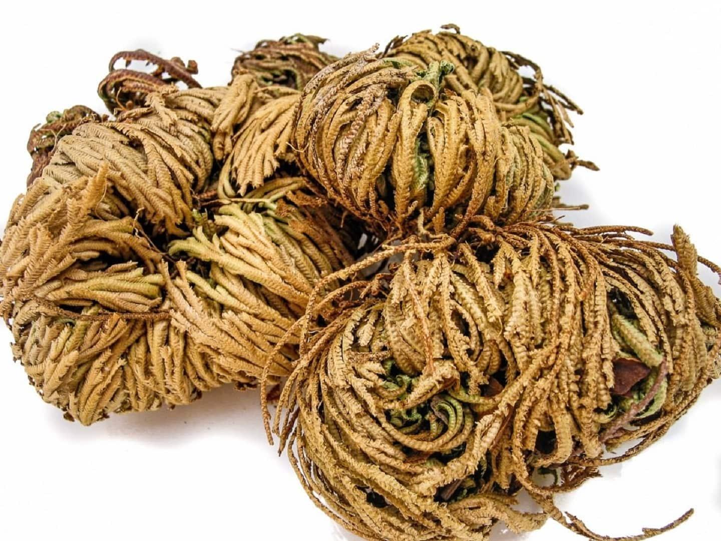 This dry Rose of Jericho will resurrect if watered