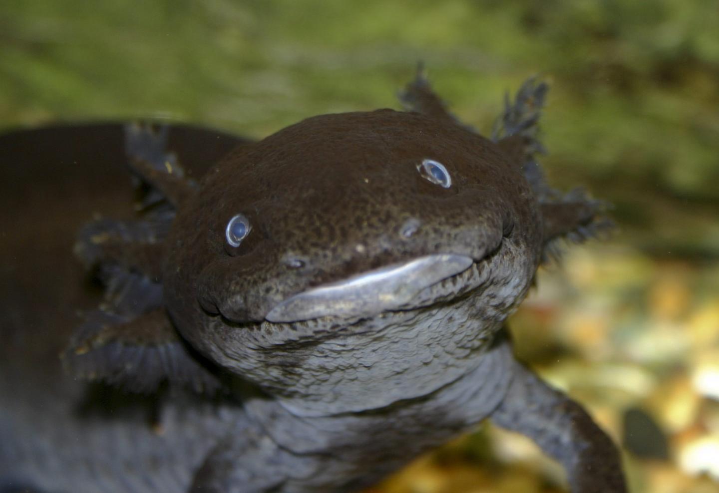 Ambystoma salamanders combine genes from several males