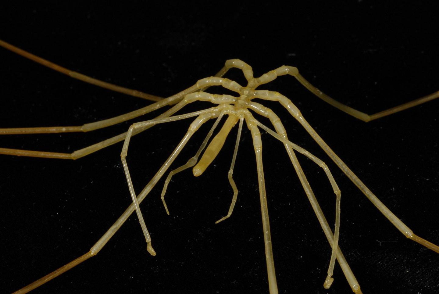 Antarctic giant spiders breath through their long legs