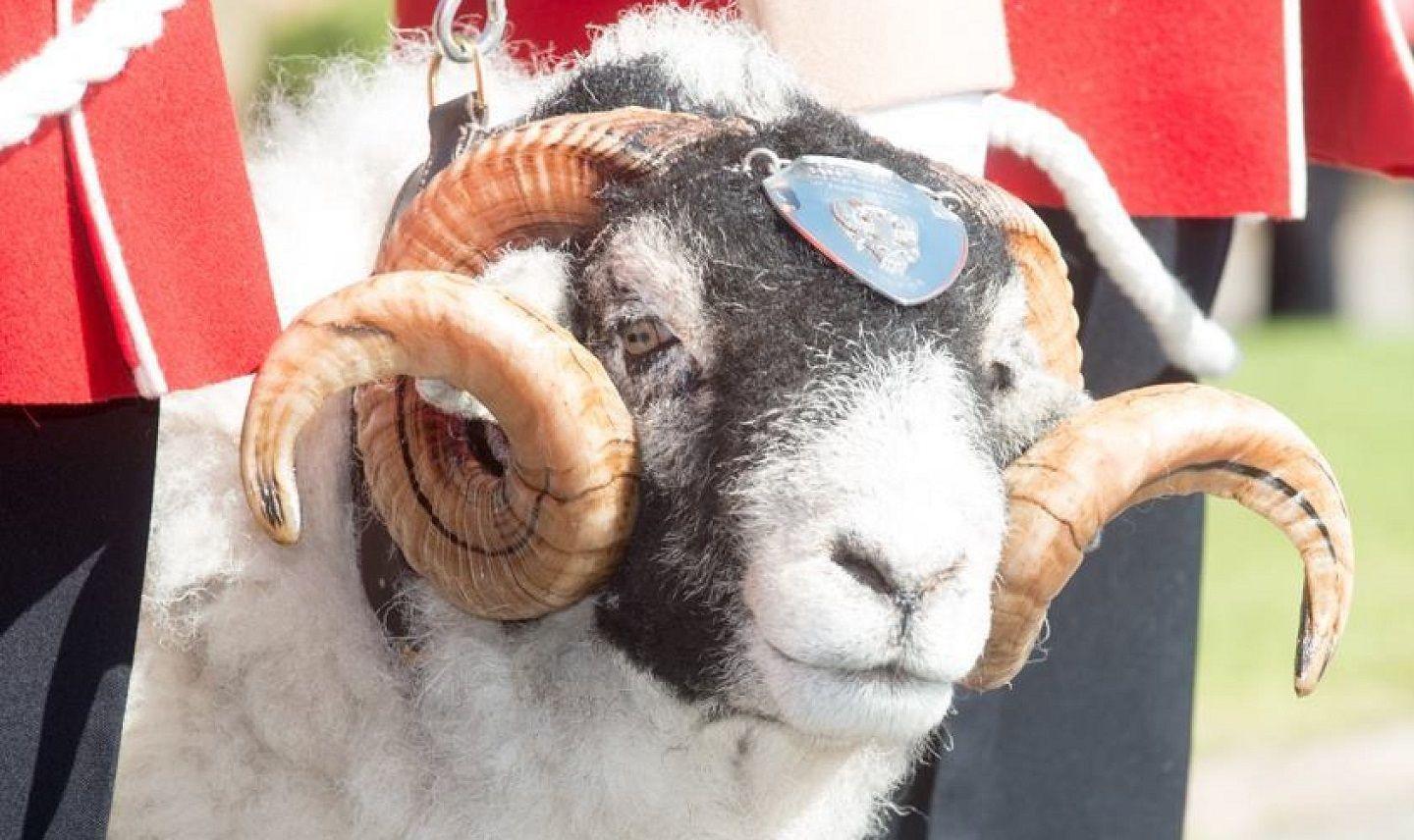 The sheep soldier Derby XXX The sheep soldier Derby XXX