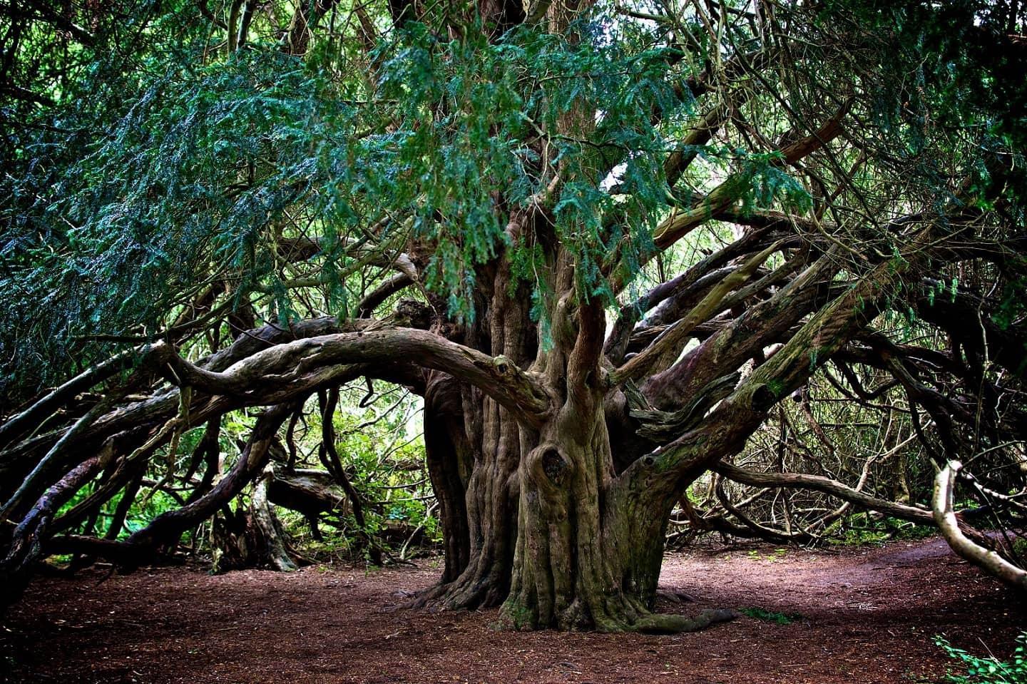 Millennial yew