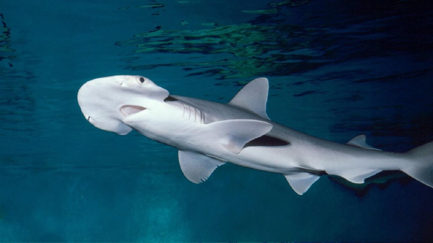 Scoophead sharks eat seaweed