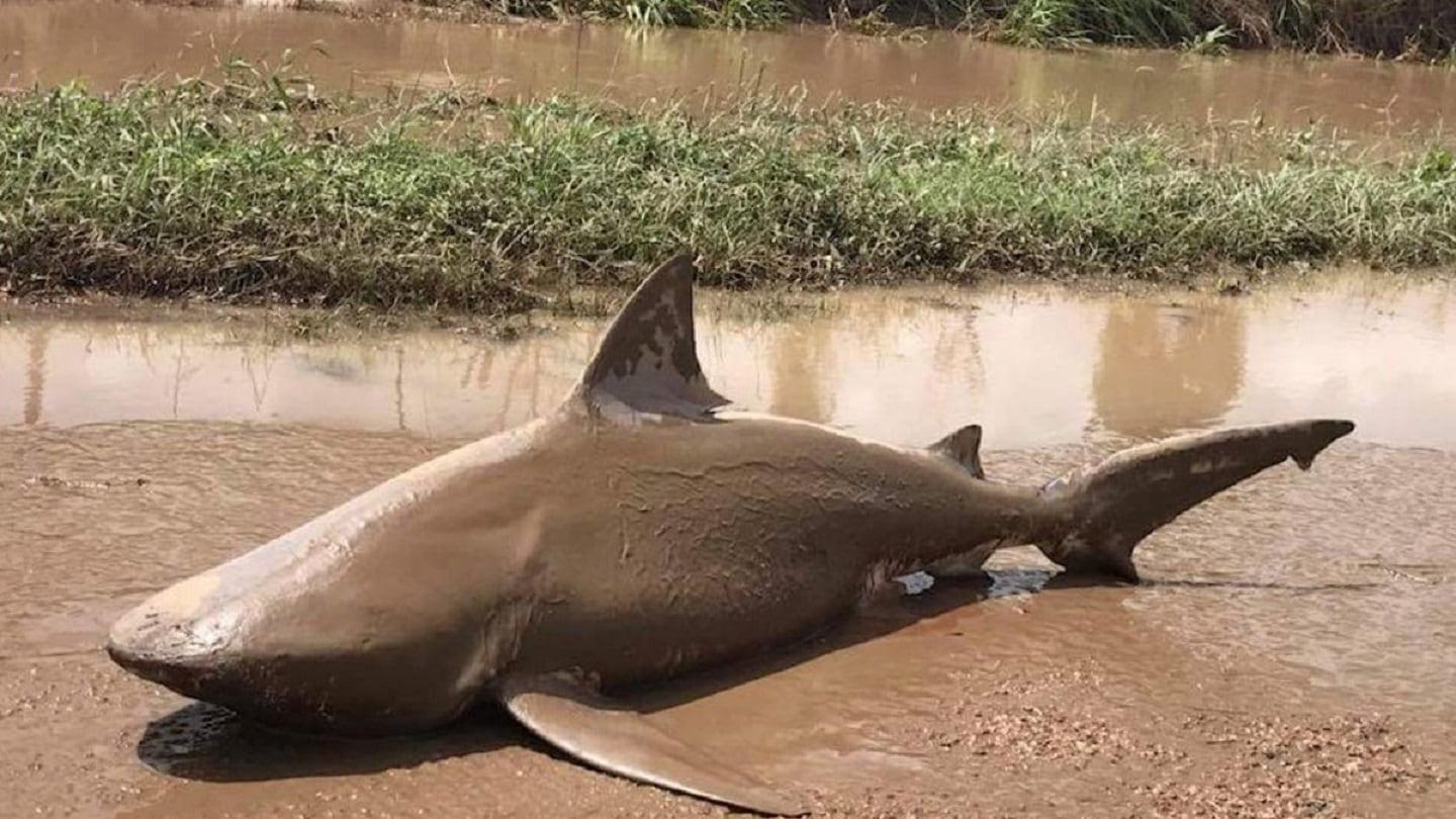 Ocean-going bull shark becomes stranded land shark