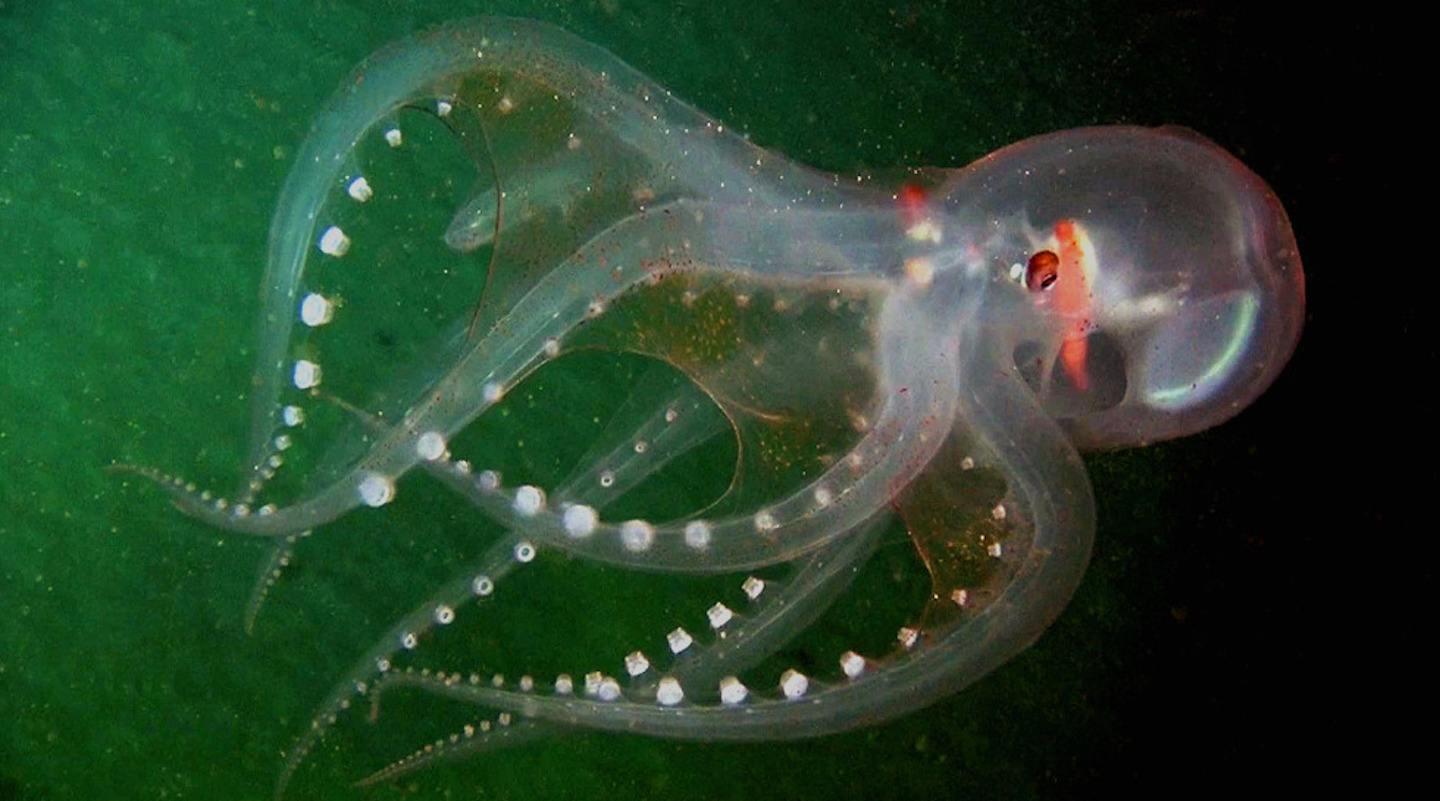 No pigment transparent octopus