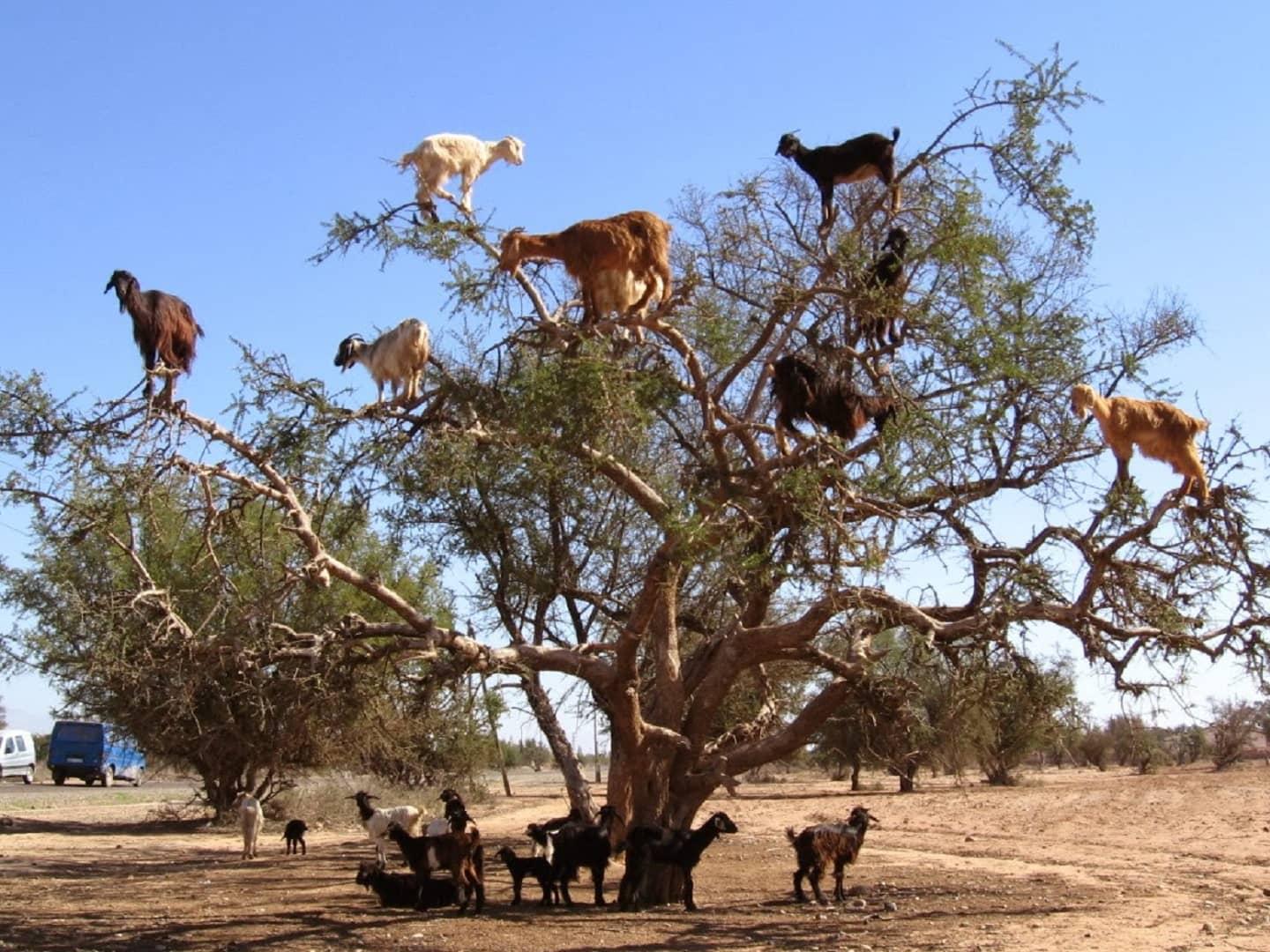 Goats on a tree, no stress Goats on a tree, no stress
