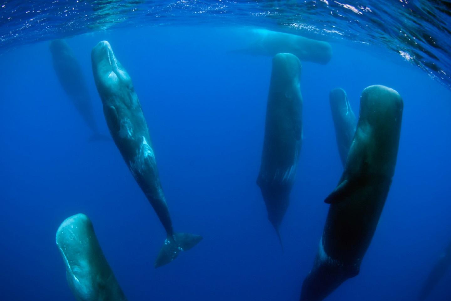 Whales Whales