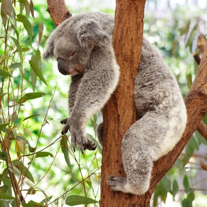 Koala durmiendo